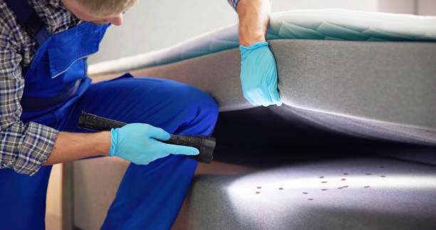 Best Insect Control  in Saddlebrooke, AZ