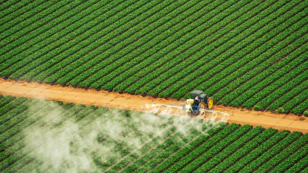 Best Ant Control Services  in Saddlebrooke, AZ